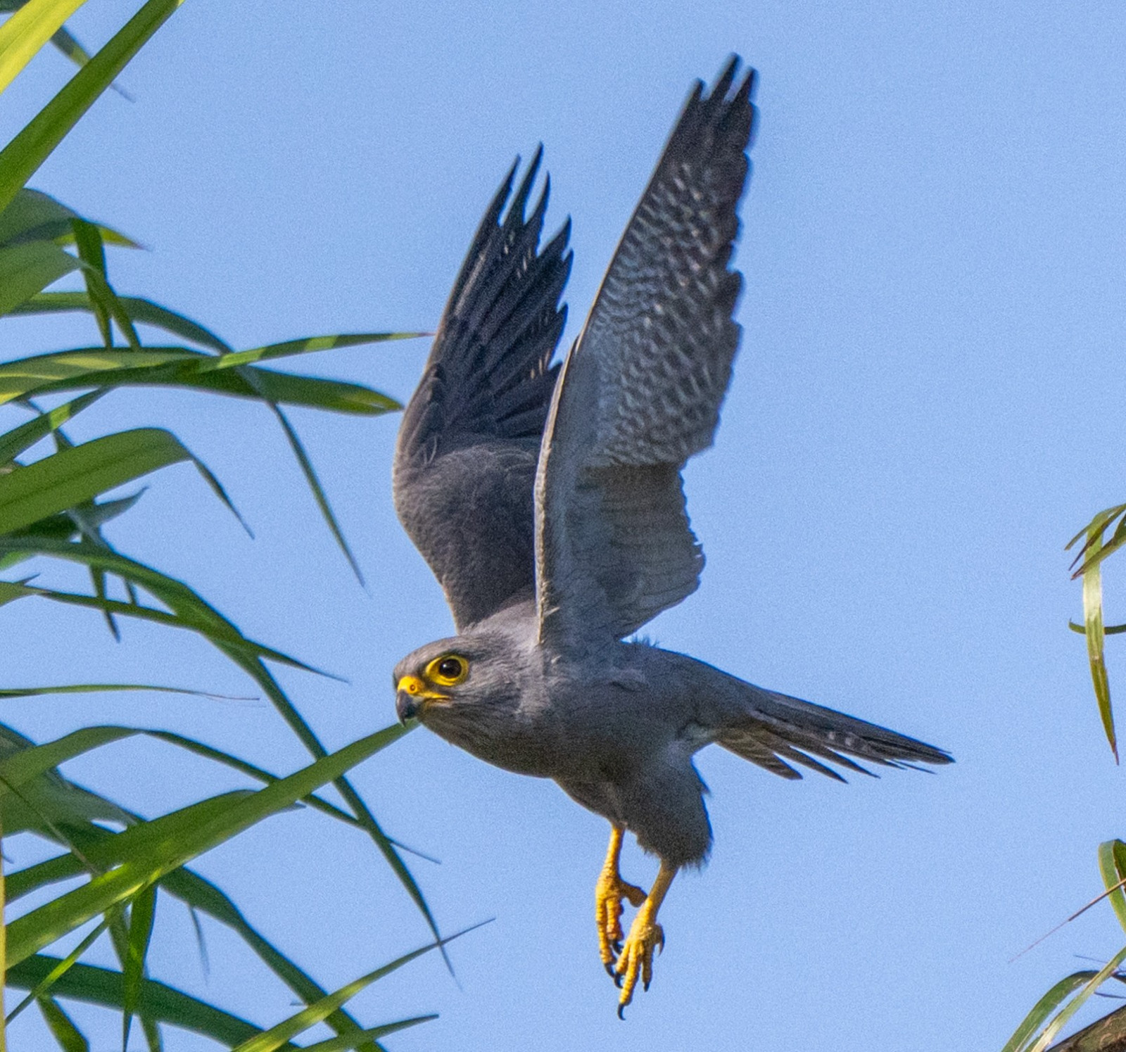 image Grey Kestrel